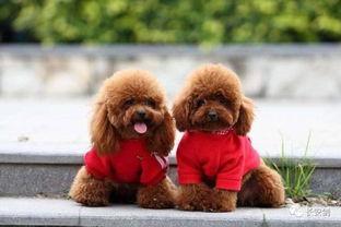 天门泰迪爆料视频最新,事件背后惊人真相